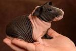 skinny pig